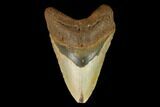 Fossil Megalodon Tooth - North Carolina #124971-1